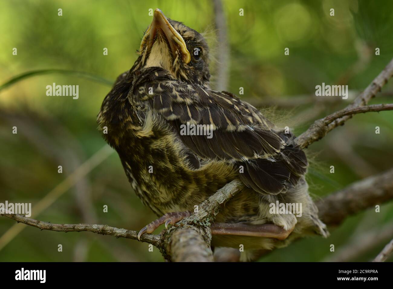 Giovane uccello thrush appollaiato su un ramo di pino con un look hughty Foto Stock