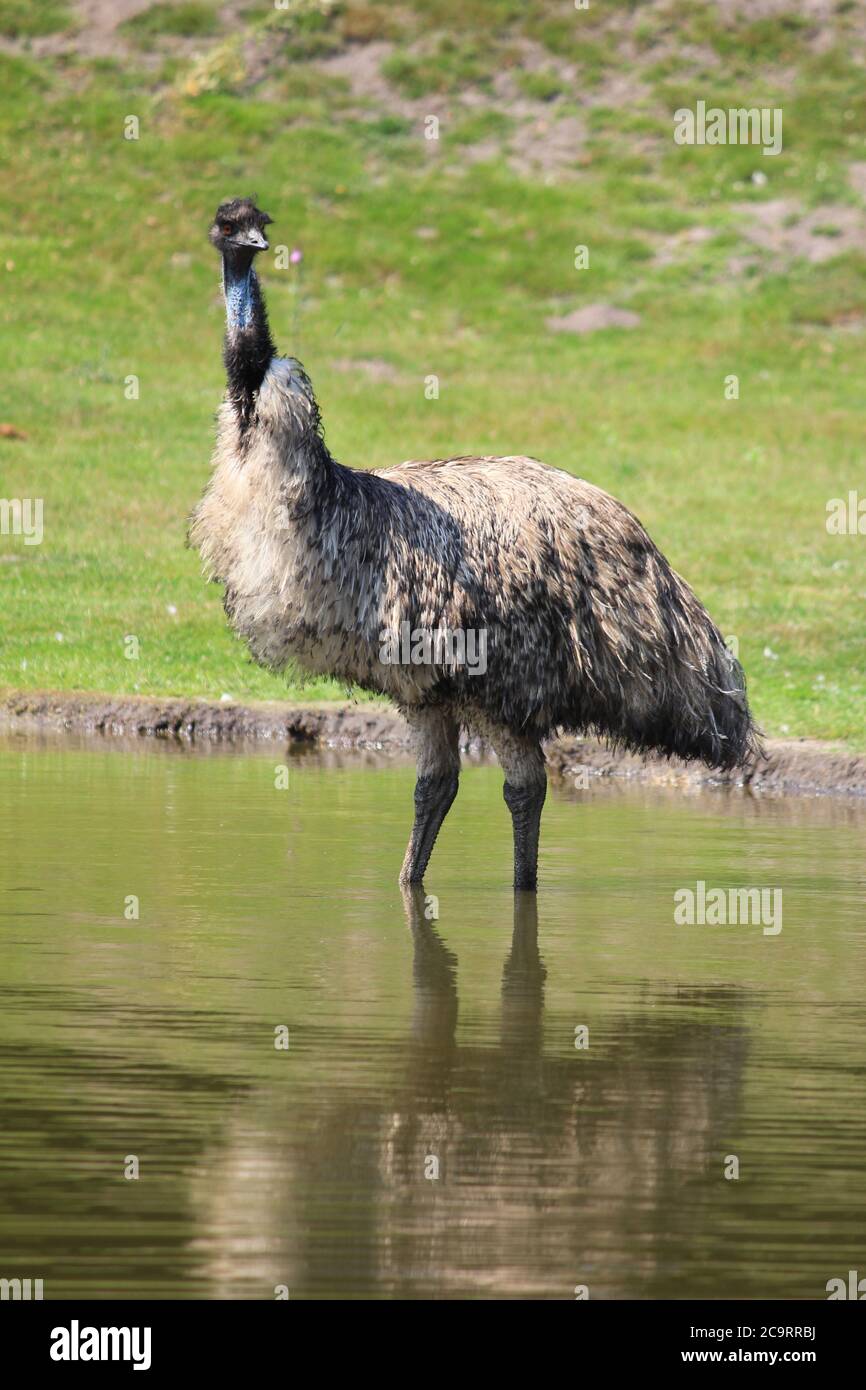 UEM nello zoo di Overloon nei Paesi Bassi Foto Stock