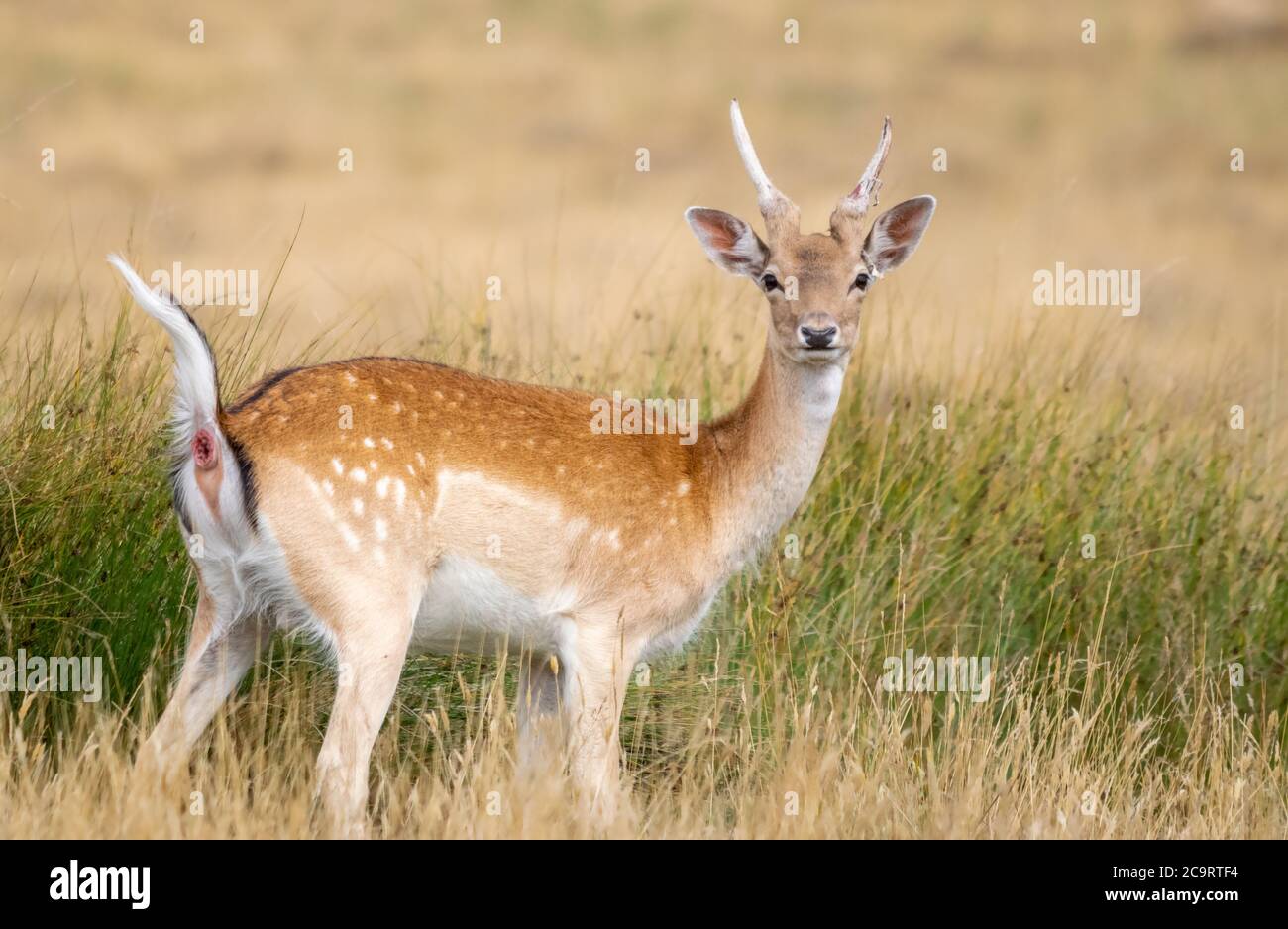 Daino Foto Stock