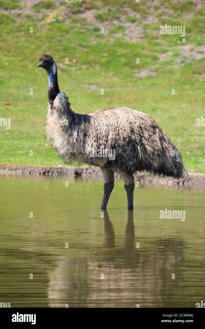 UEM nello zoo di Overloon nei Paesi Bassi Foto Stock