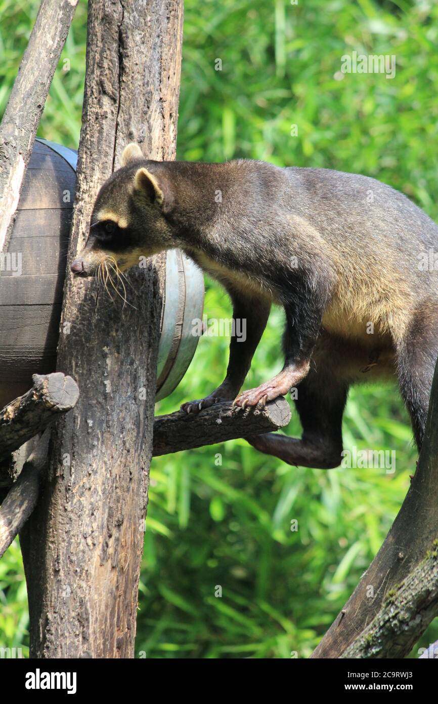 Raccoon che mangia granchio Foto Stock