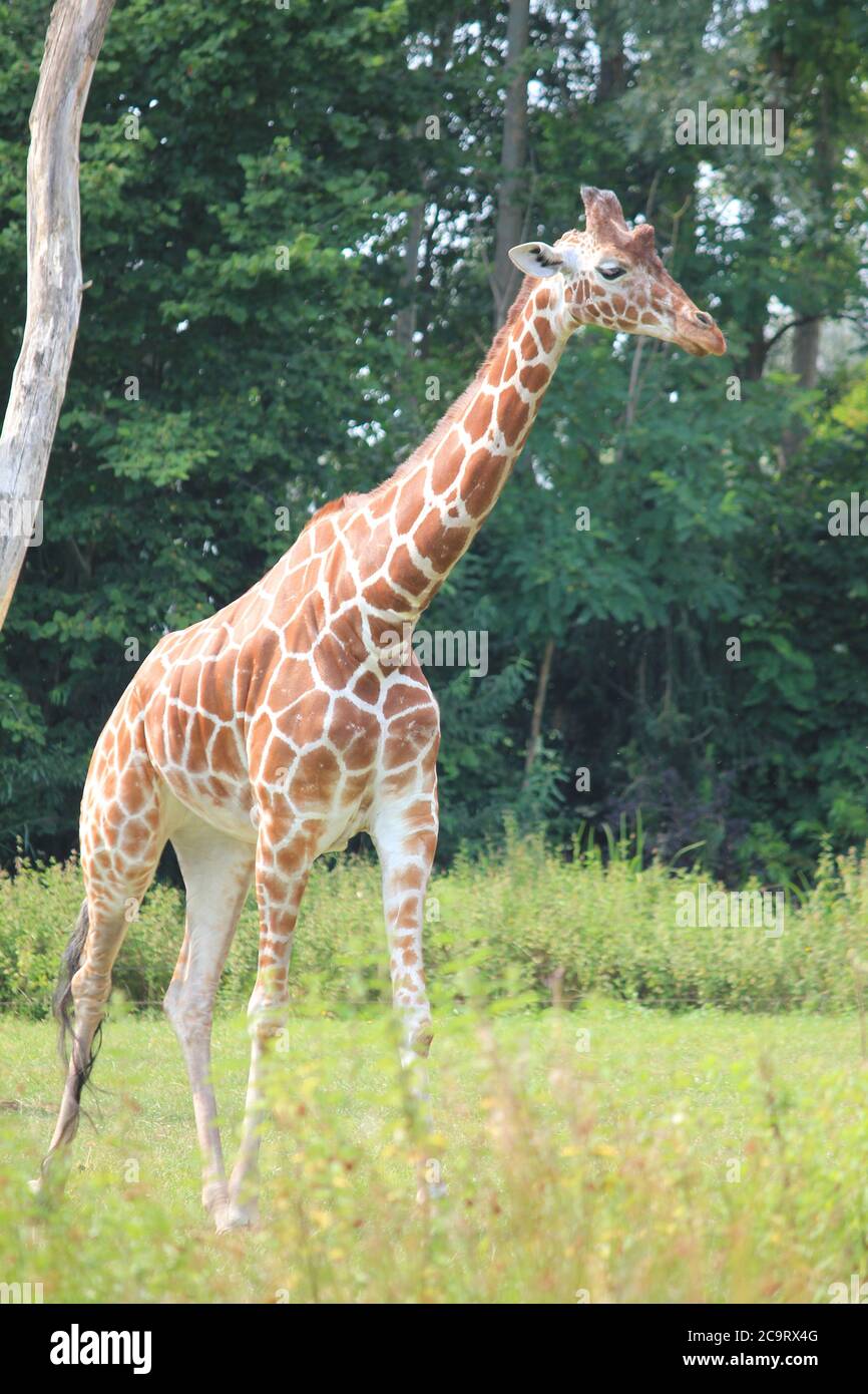 Giraffe nello Zoo di Overloon nei Paesi Bassi Foto Stock
