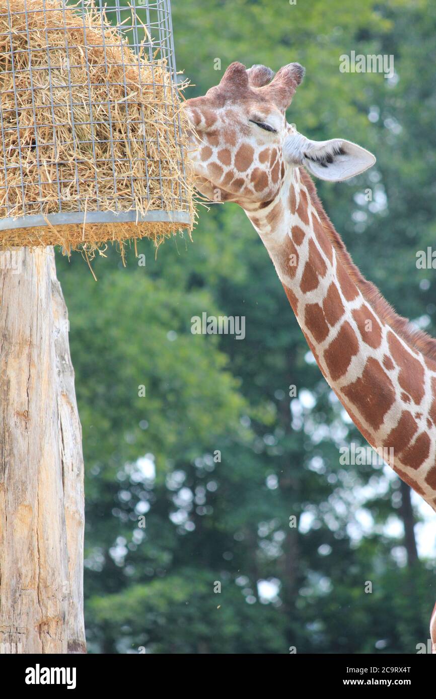 Giraffe nello Zoo di Overloon nei Paesi Bassi Foto Stock