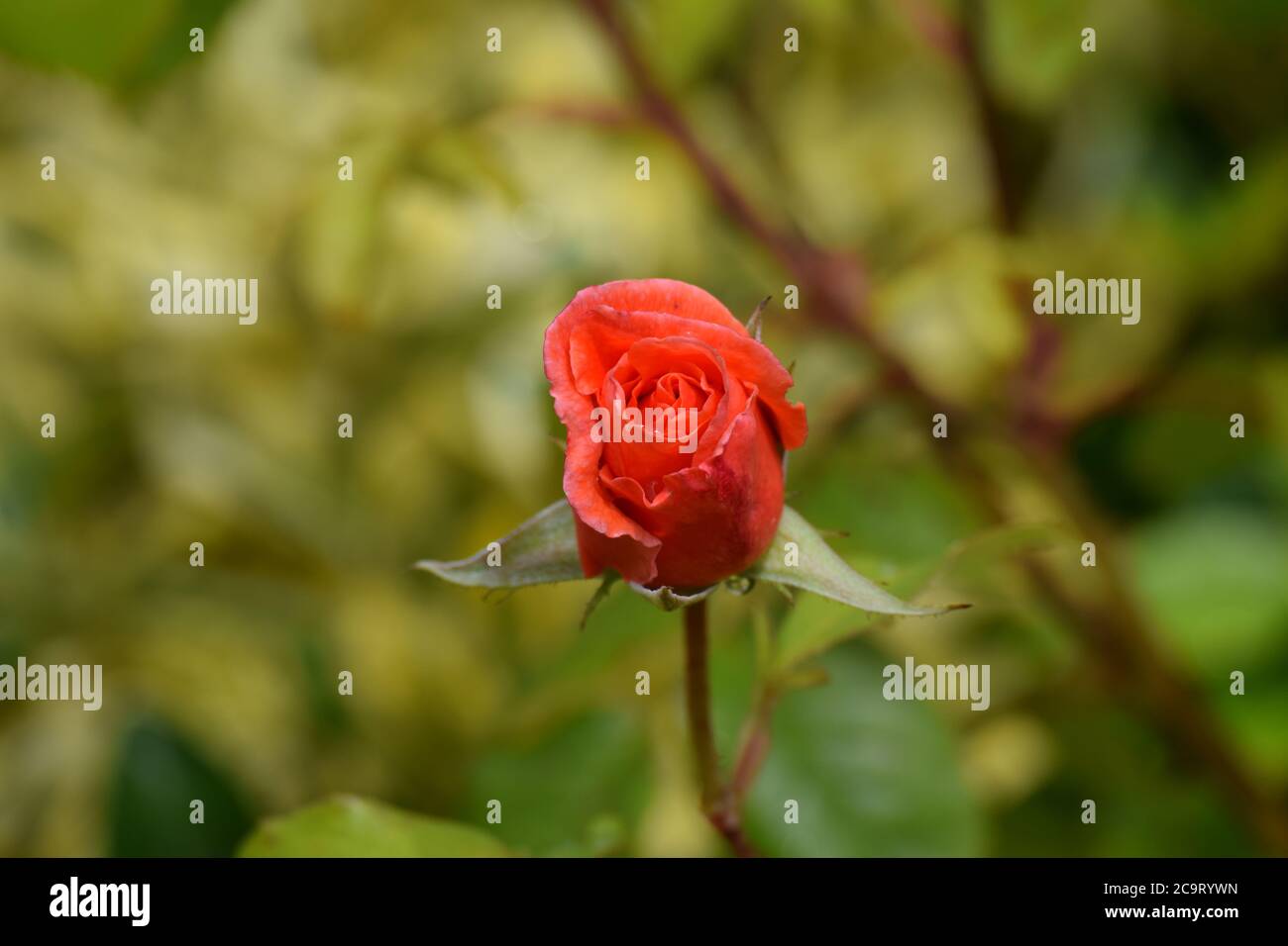 Piccolo bocciolo di rosa arancione in un giardino irlandese Foto Stock