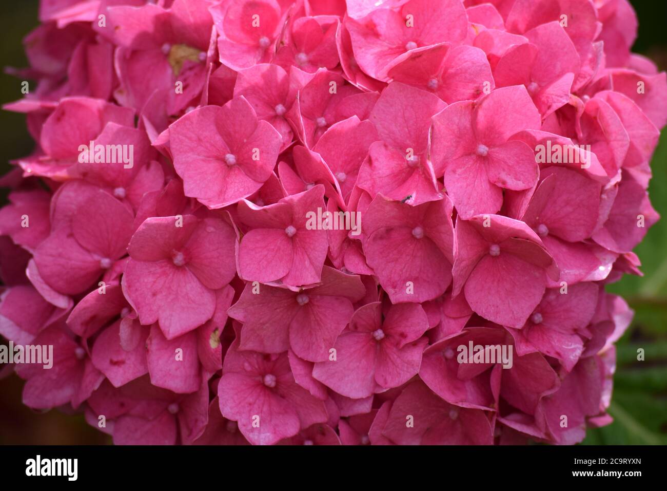 Hydegna rosa in un giardino in Irlanda dopo la pioggia Foto Stock