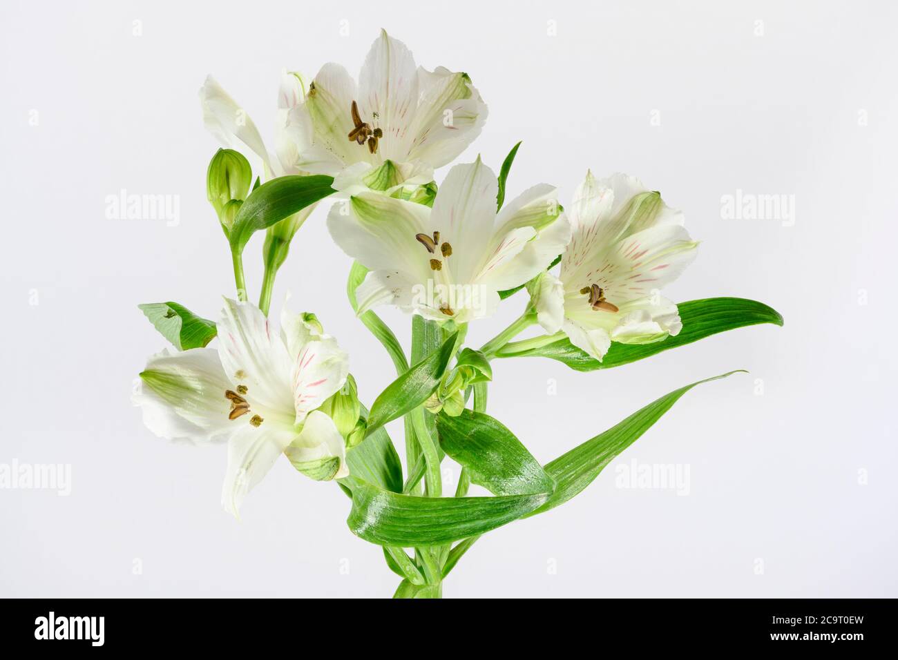 Fiori bianchi di Alstroemeria fotografati su uno sfondo bianco Foto Stock