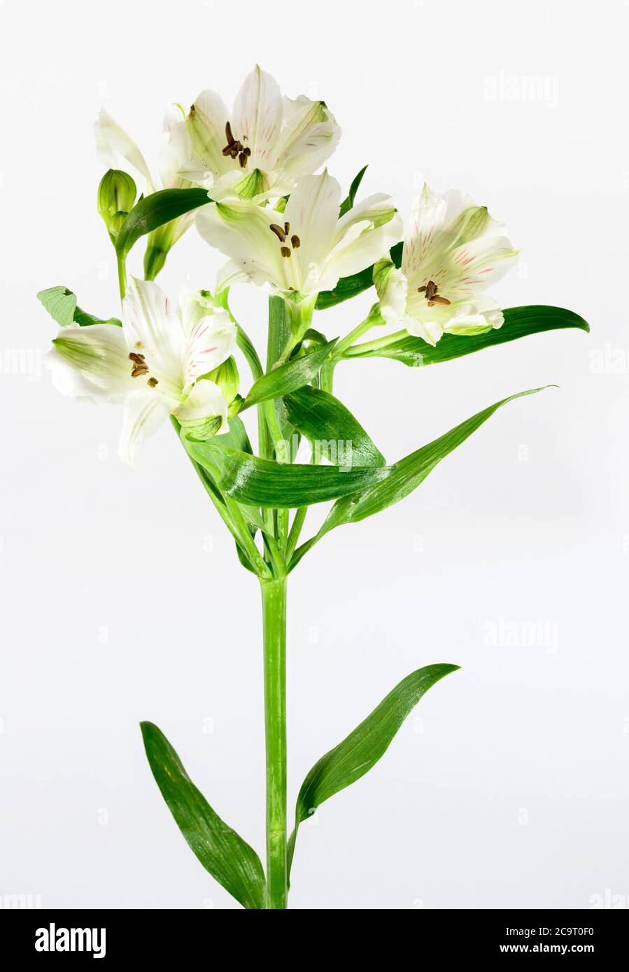 Fiori bianchi di Alstroemeria fotografati su uno sfondo bianco Foto Stock