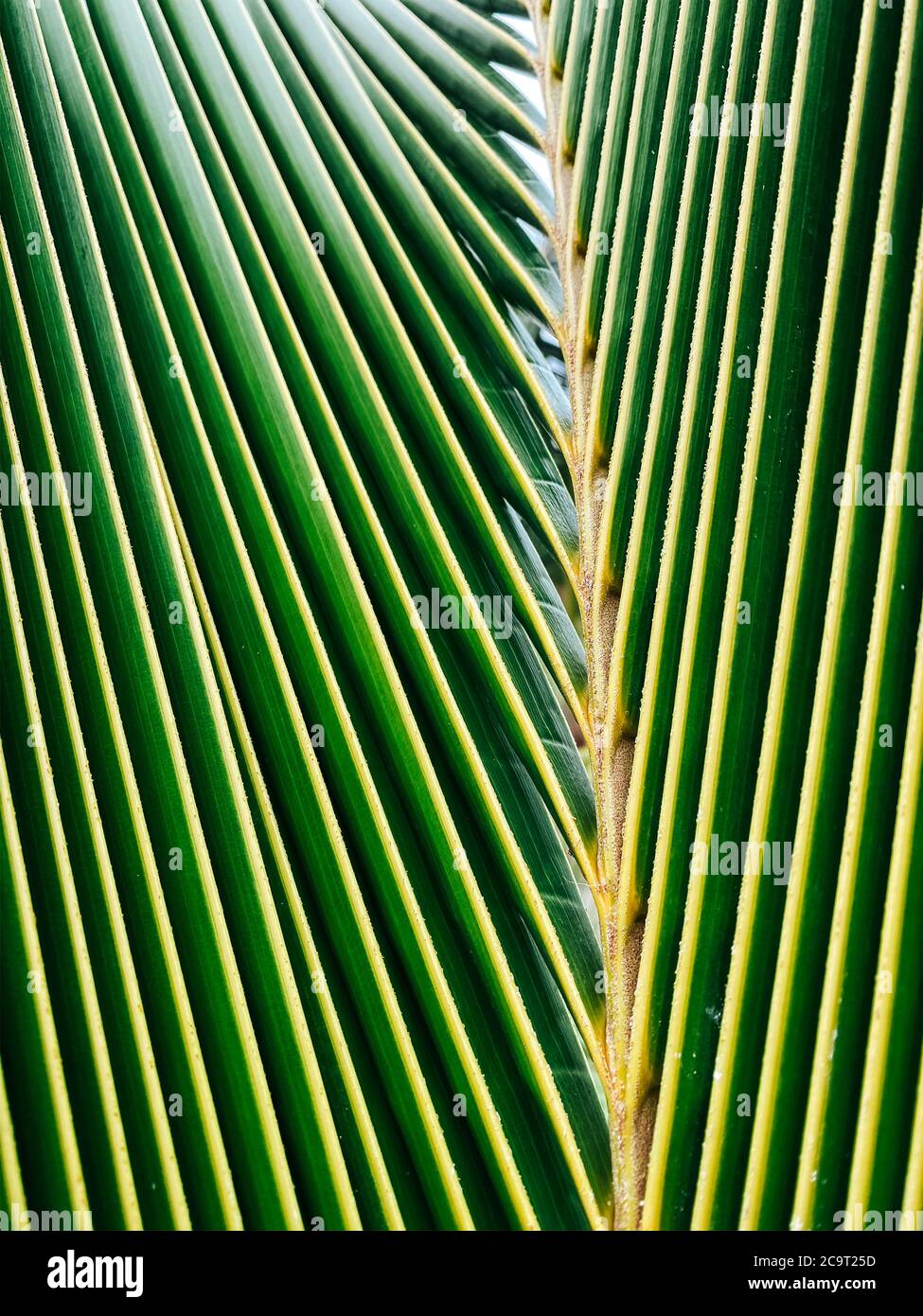 Primo piano di una foglia di palma verde. Pianta tropicale. Sfondo naturale per screensaver Foto Stock