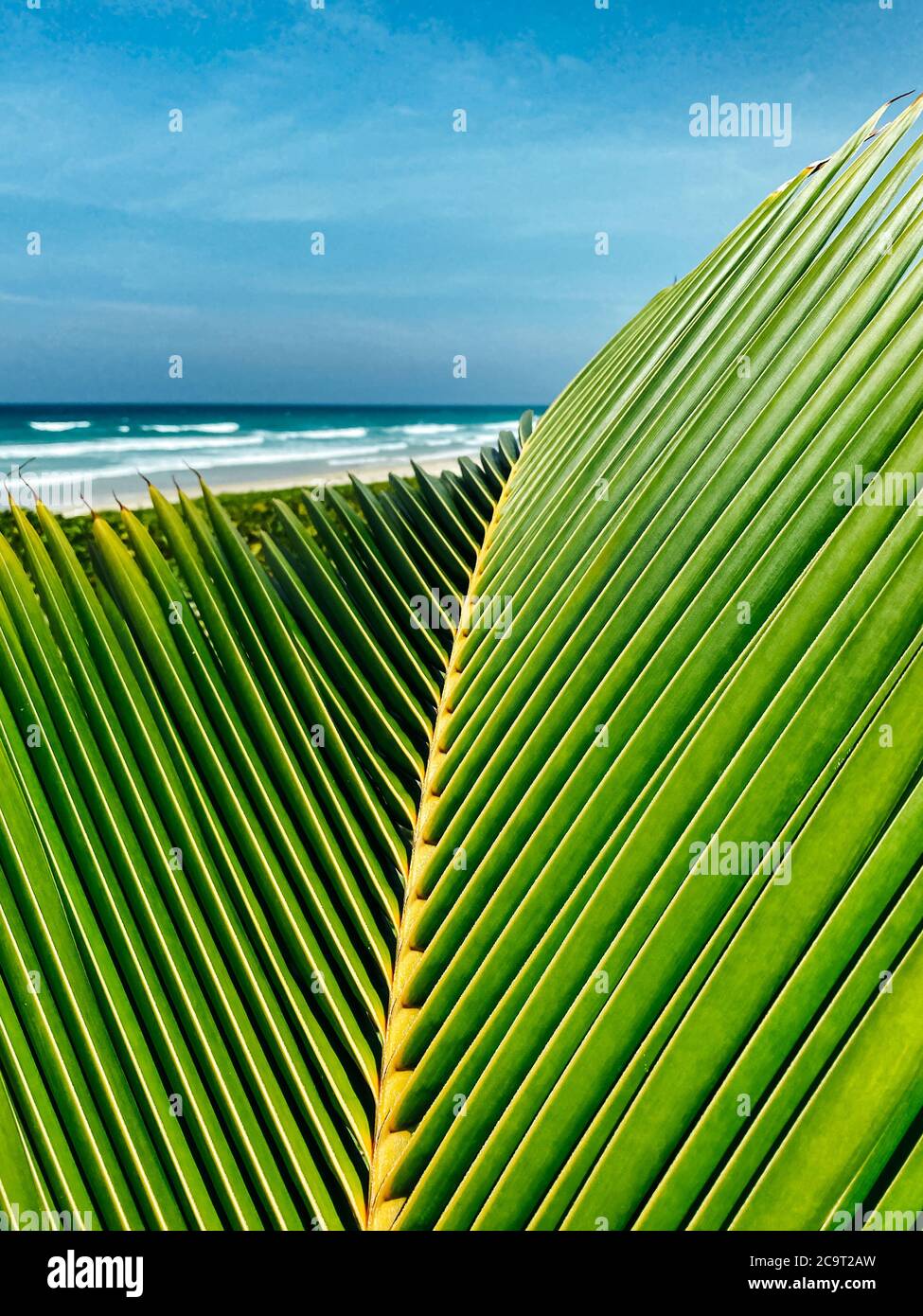 Foglia di palma verde da vicino su un'isola tropicale. Il mare è sullo sfondo. Concetto di viaggio. Spazio di copia Foto Stock