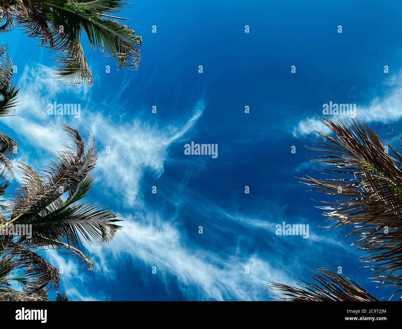 Scena tropicale. Concetto estivo, foglie di palme da cocco contro un cielo blu con belle nuvole bianche. Posiziona per inserire testo o logo. Spazio di copia Foto Stock