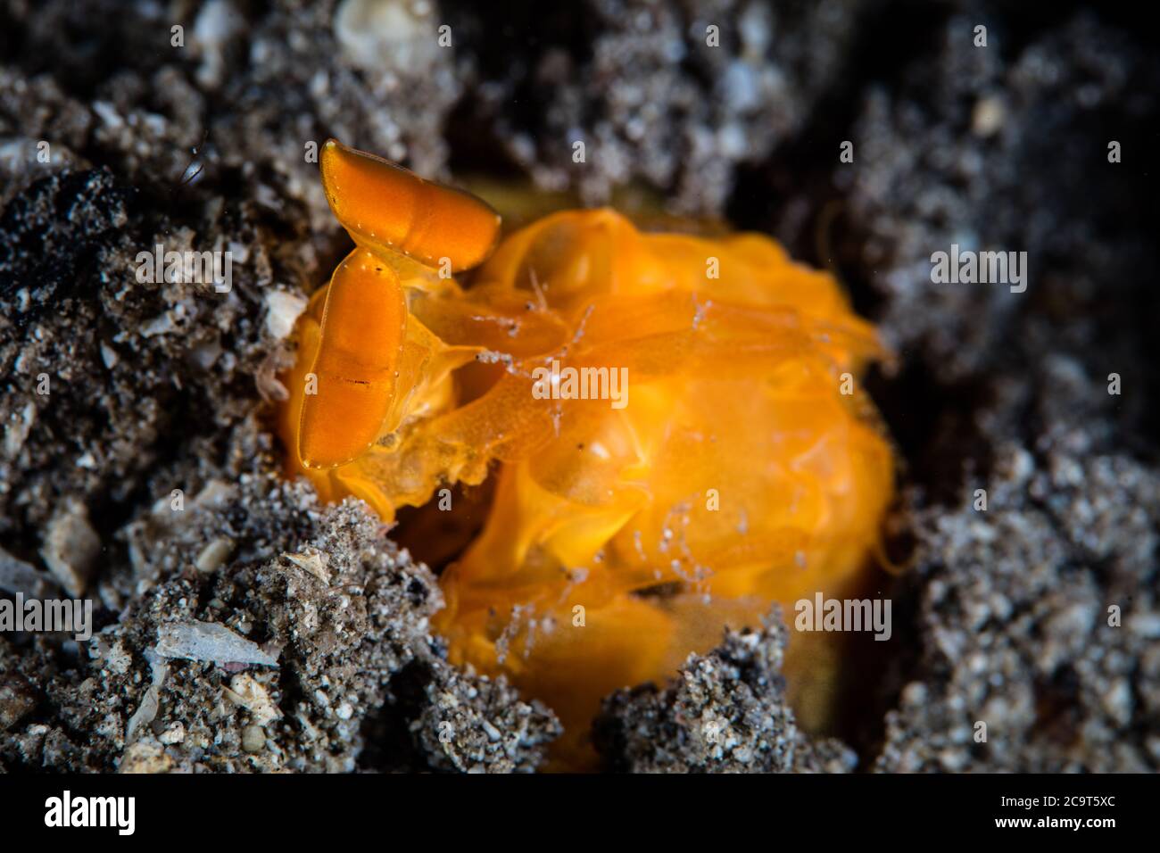 Un gamberetto d'oro mantis si allaccia dalla sua spiaggia di sabbia e sott'acqua in Indonesia. I gamberetti Mantis hanno una delle più acerrime eyesight conosciute sulla Terra. Foto Stock