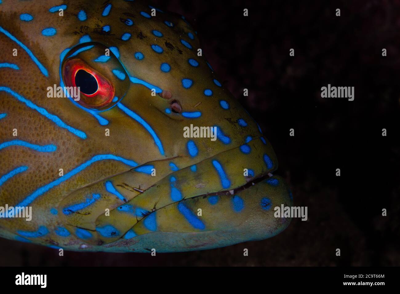 Particolare del volto di un gruppo Bluelined, Cephalopholis formosa, su una barriera corallina di Alor, Indonesia. Quest'area ospita una straordinaria biodiversità marina. Foto Stock