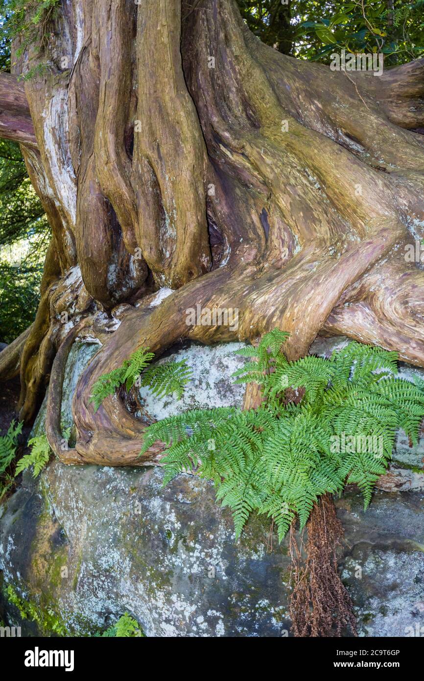 Antiche radici contorte di tasso (Taxus baccata) che crescono su rocce a Wakehurst, giardini botanici nel Sussex occidentale gestiti dai Royal Botanic Gardens, Kew Foto Stock