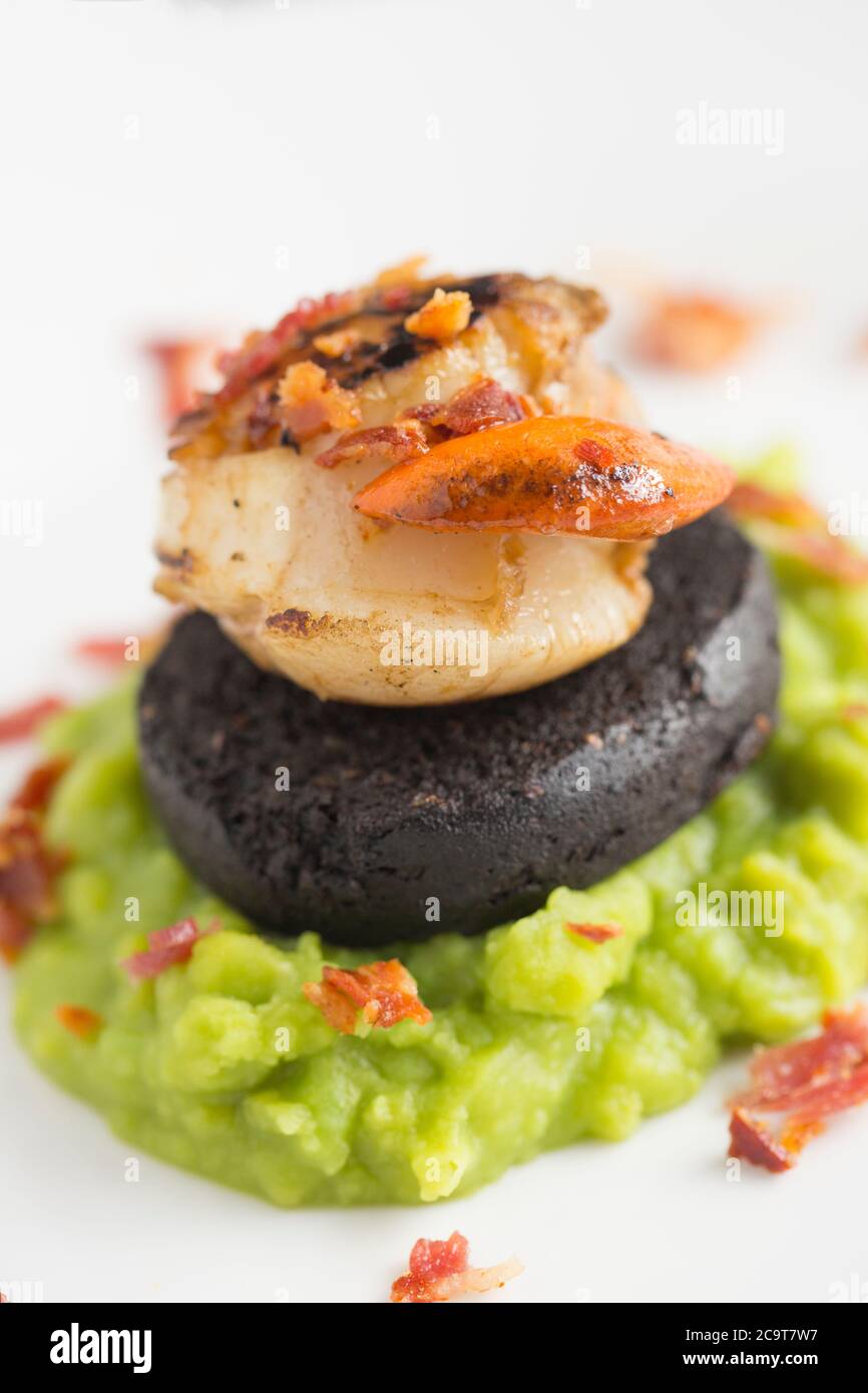 Un singolo capesante di re, Pectens maximus, con la sua rosa d'arancia, servito con pudding nero, piselli funghi e punte croccanti di pancetta. Dorset Inghilterra Regno Unito GB Foto Stock