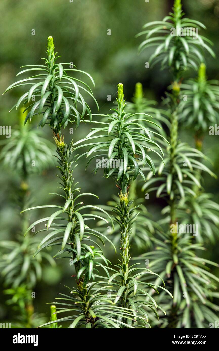 Prugne giapponese tasso Cephalotaxus harringtonii 'Fastigiata' Cephalotaxus harringtonia Cow-Tail Pine, usi come frangivento Hedge Foto Stock