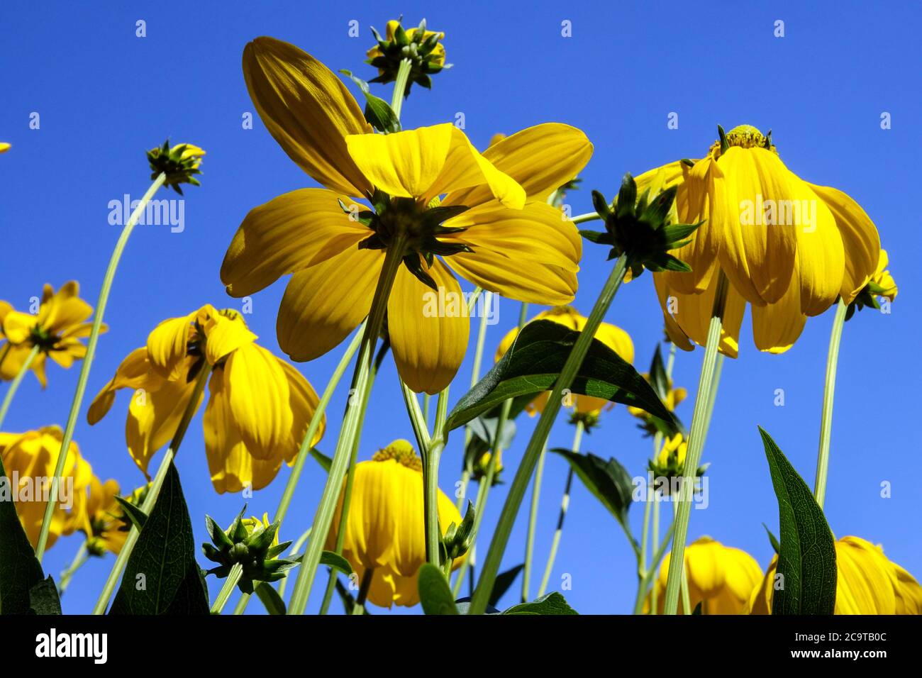 Rudbeckia Herbstsonne Rudbeckias Foto Stock