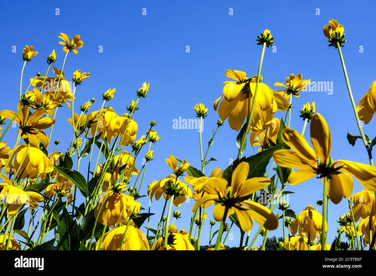 Rudbeckia Herbstsonne fiori perenni duri Foto Stock