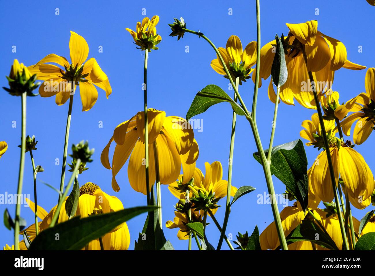 Rudbeckia Herbstsonne Gloriosa Daisies Yellow Garden fiori teste al cielo Foto Stock