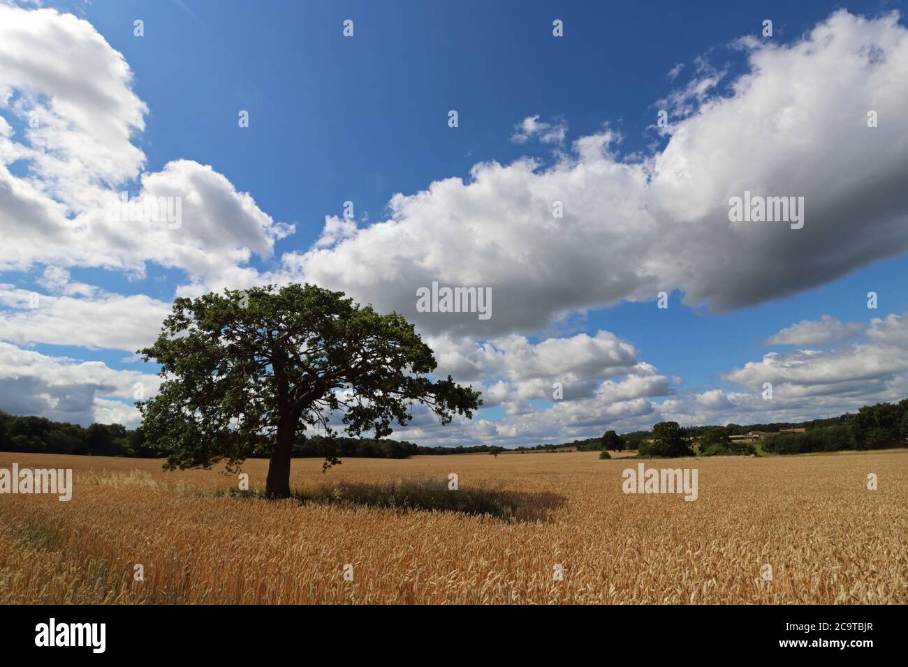 Chessington, Surrey, Inghilterra, Regno Unito. 2 agosto 2020. Il sole di mezzogiorno batte giù su un campo di grano di maturazione in un altro giorno glorioso di estati in Surrey. Credit: Julia Gavin/Alamy Live News Foto Stock