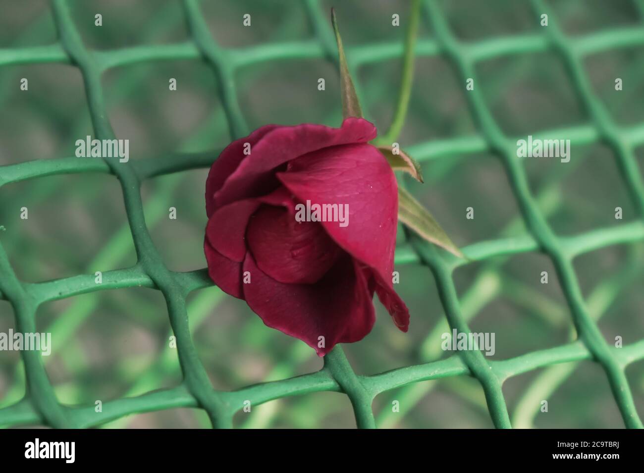 Una bella foto in primo piano di una Rosa rossa. Foto Stock