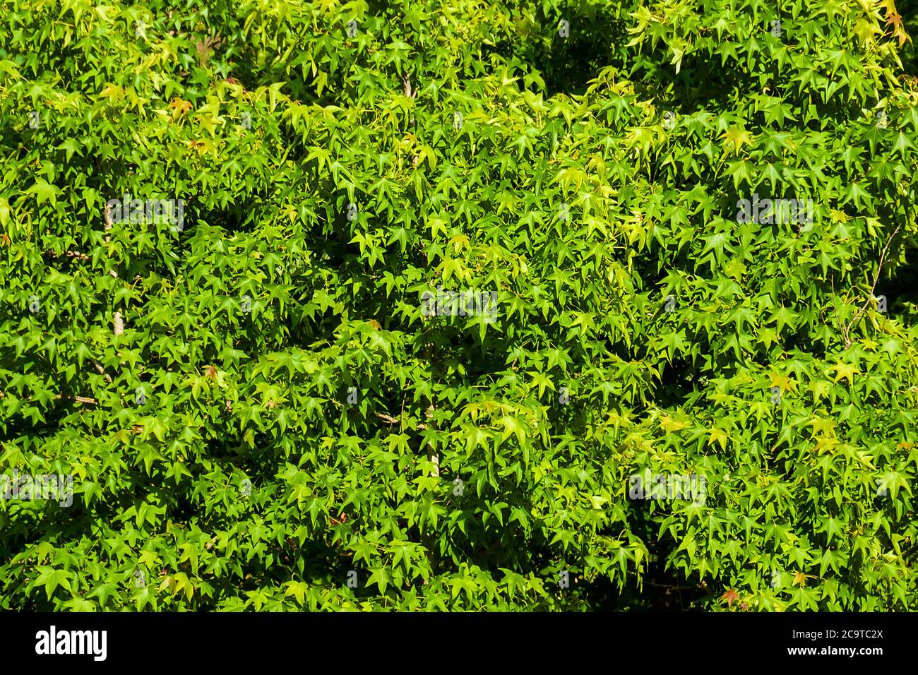 Foglie di acero verde come sfondo Foto Stock