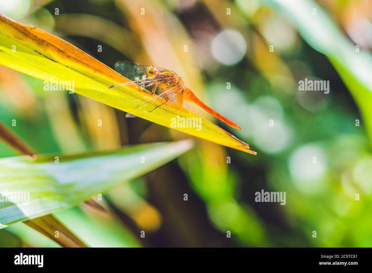 Libellula in giardino tropicale su una foglia verde Foto Stock