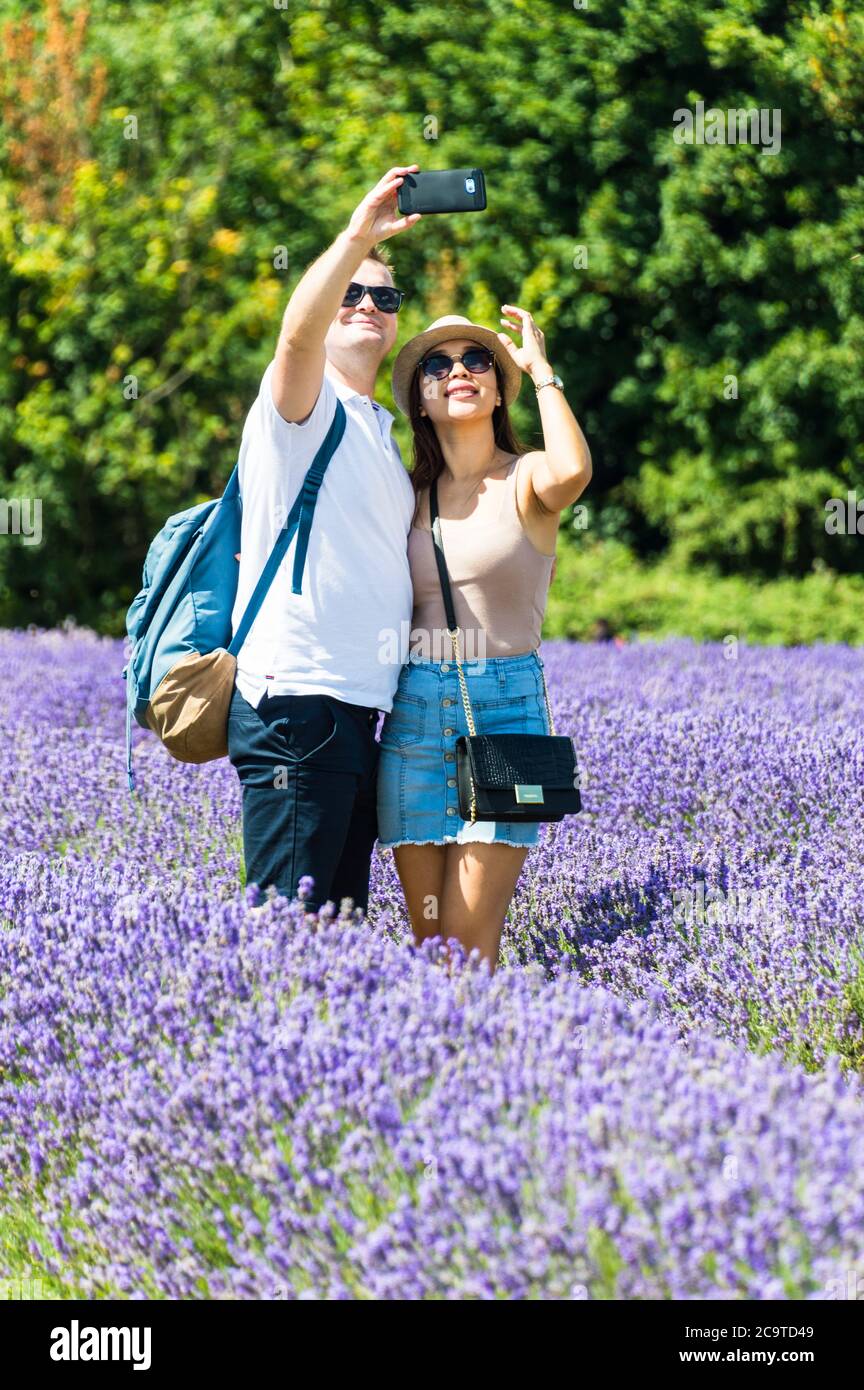 I visitatori della Mayfield Lavender Farm in una giornata di sole con le famiglie che scattano foto del campo di lavanda Foto Stock