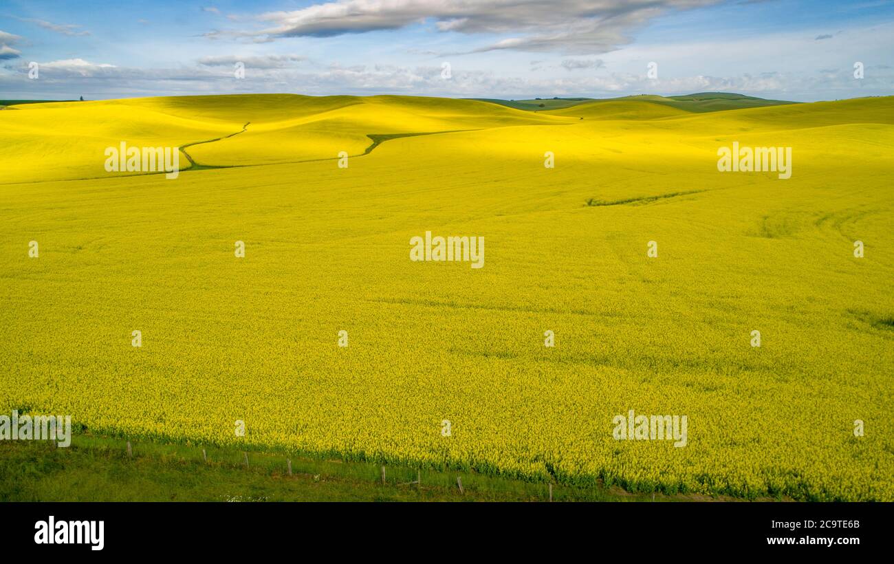 I raccolti di canola scorrono su colline ondulate di giallo brillante Foto Stock