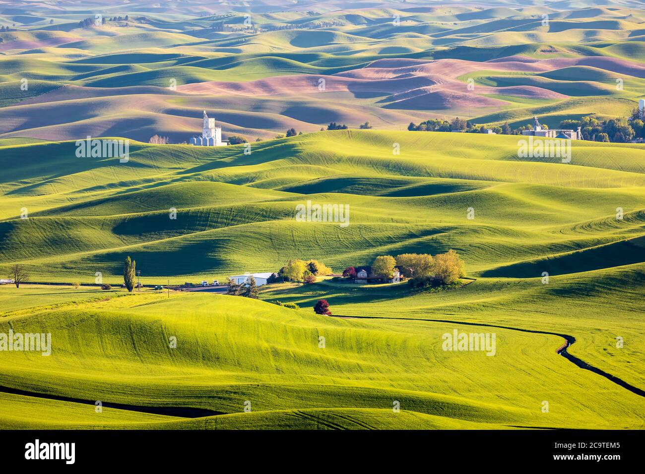 Campi di grano verde di Palouse, visti dal parco statale di Steptoe Butte, Palouse, WA Foto Stock