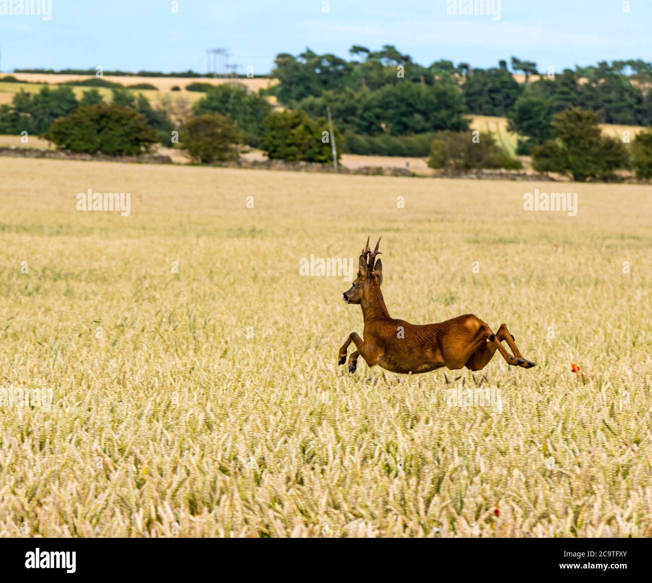 East Lothian, Scozia, Regno Unito, 2 agosto 2020. Regno Unito Meteo: Caprioli europei (Capreolus capreolus) che attraversano un campo di grano. Uno stag di caprioli salta attraverso gli stocchi dorati di grano maturante Foto Stock