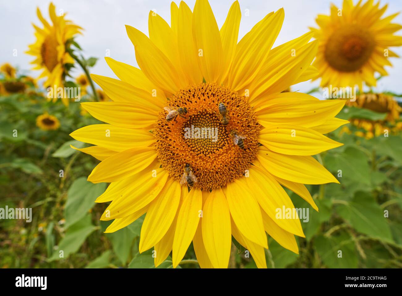 Pfaffenhofen a.H. ILM, Germania, 2 agosto 2020, girasole in un campo con le api © Peter Schatz / Alamy Live News Foto Stock
