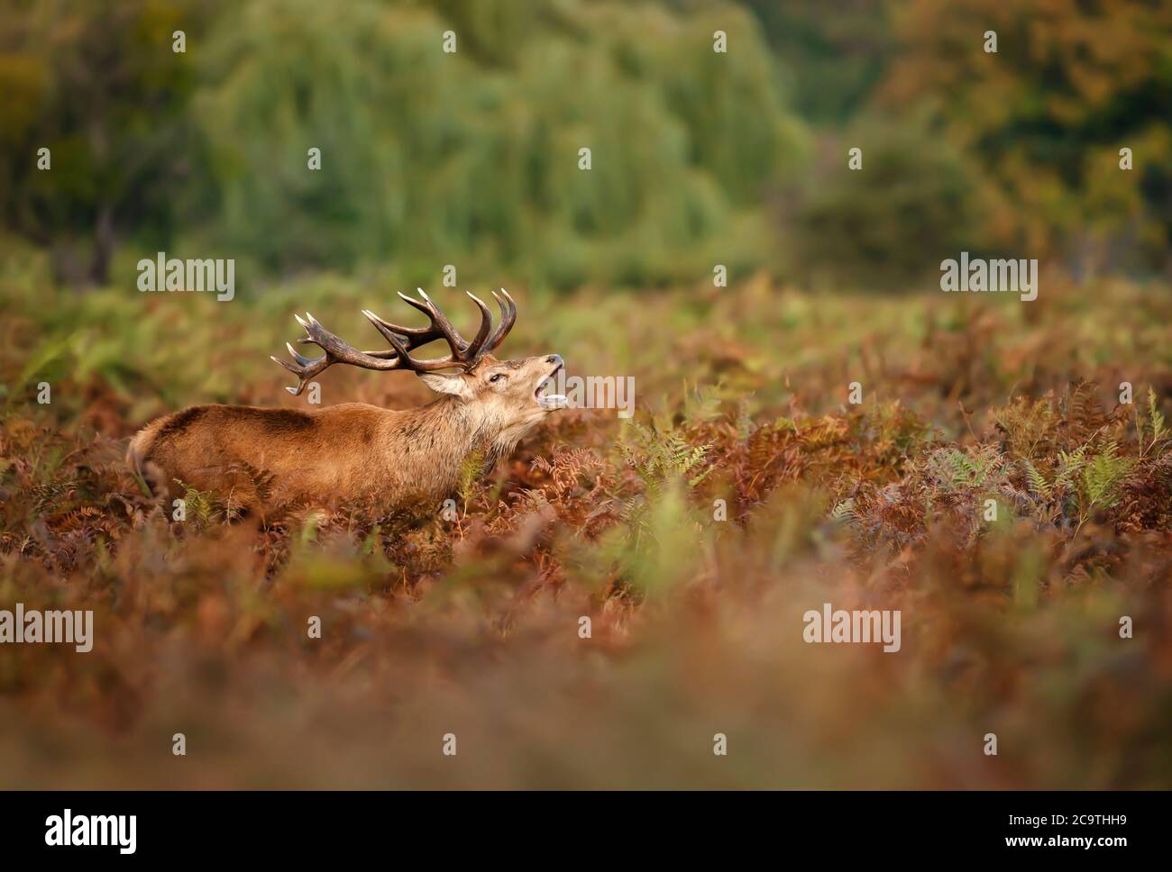 Primo piano di uno stag di cervi rossi che si chiama in un campo di felci durante la stagione di rutting in autunno, Regno Unito. Foto Stock