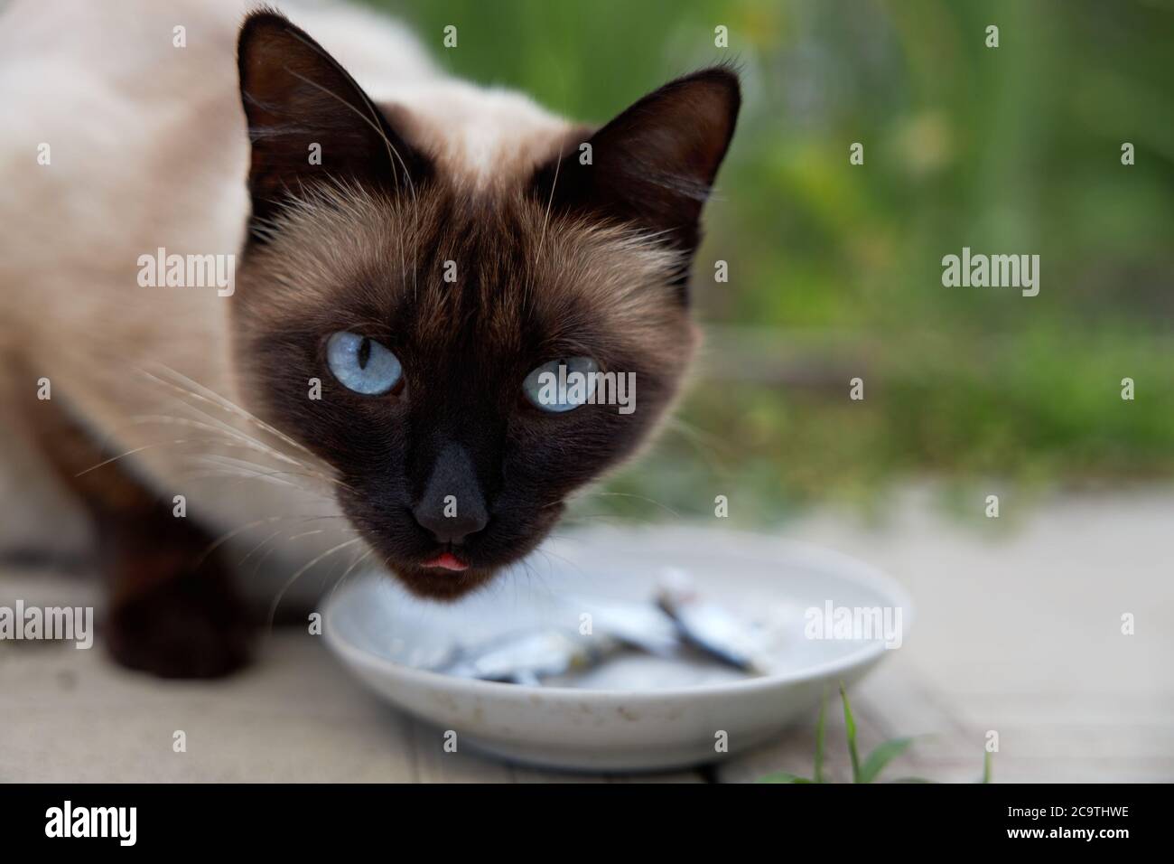 Bel gatto siamese con occhi blu mangia pesce da un piatto. Foto Stock
