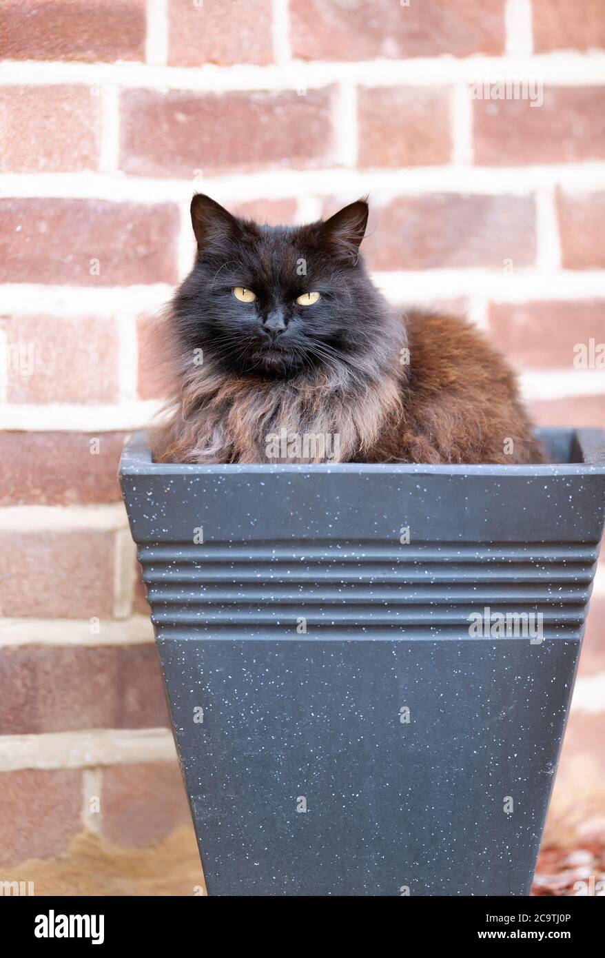 Primo piano di un gatto nero seduto in un vaso di fiori contro un muro di mattoni. Foto Stock