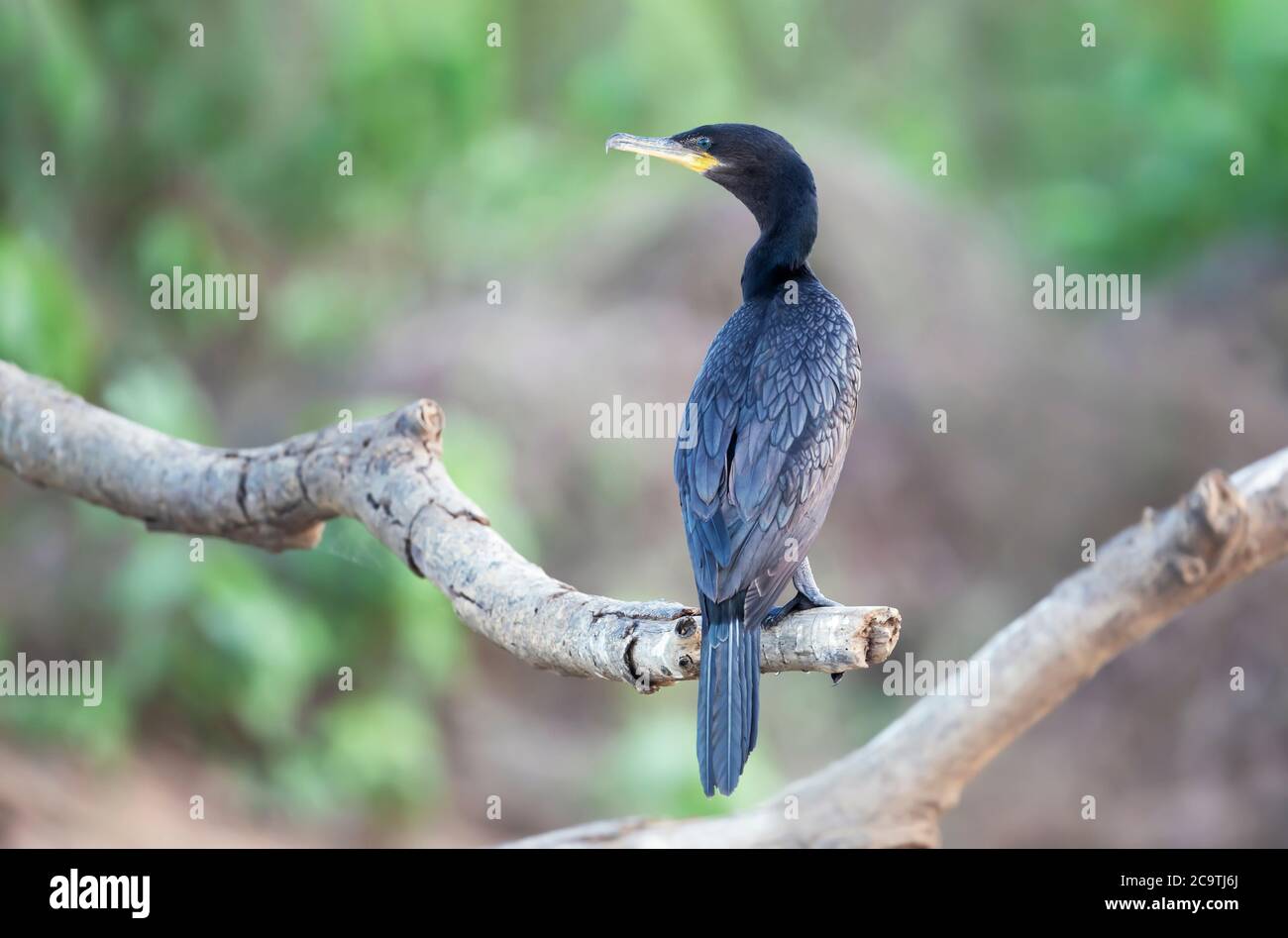 Primo piano di un cormorano neotropico (Phalacrocorax brasilianus) arroccato su un ramo di albero, Pantanal Sud, Brasile. Foto Stock