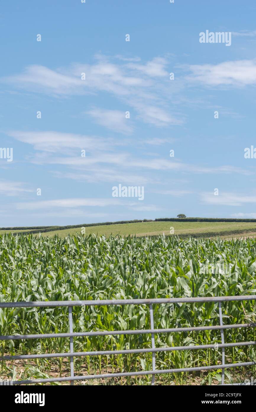 Mais / Sweetcorn / Zea mays coltivare in Cornovaglia campo con cielo estivo blu. Coltivando il mais dolce nel Regno Unito (come alimentazione animale), campo di sogni. Foto Stock