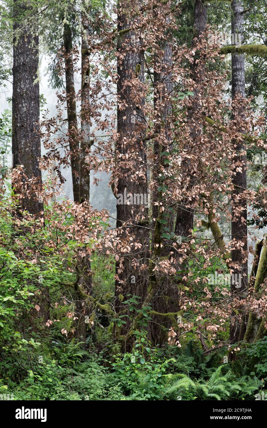 Sudden Oak Death (SOD) è una malattia di Live & Tan Oak 'Quercus vislizenii' alberi causati da un agente patogeno invasivo della pianta 'Phytophthora ramorum'. Foto Stock