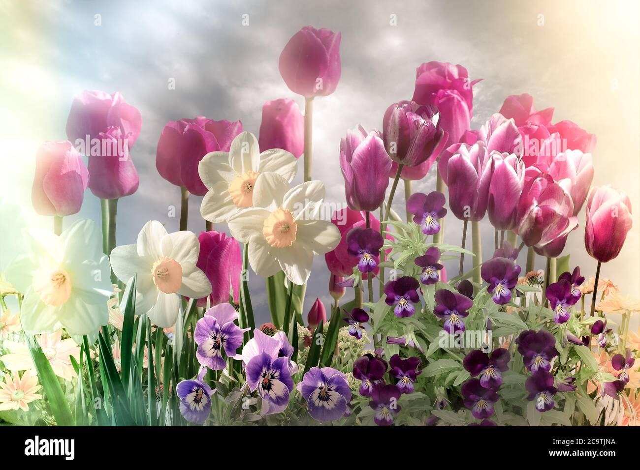 Campo di fiori da sogno contro il cielo con tulipani, narcisi e pansies Foto Stock