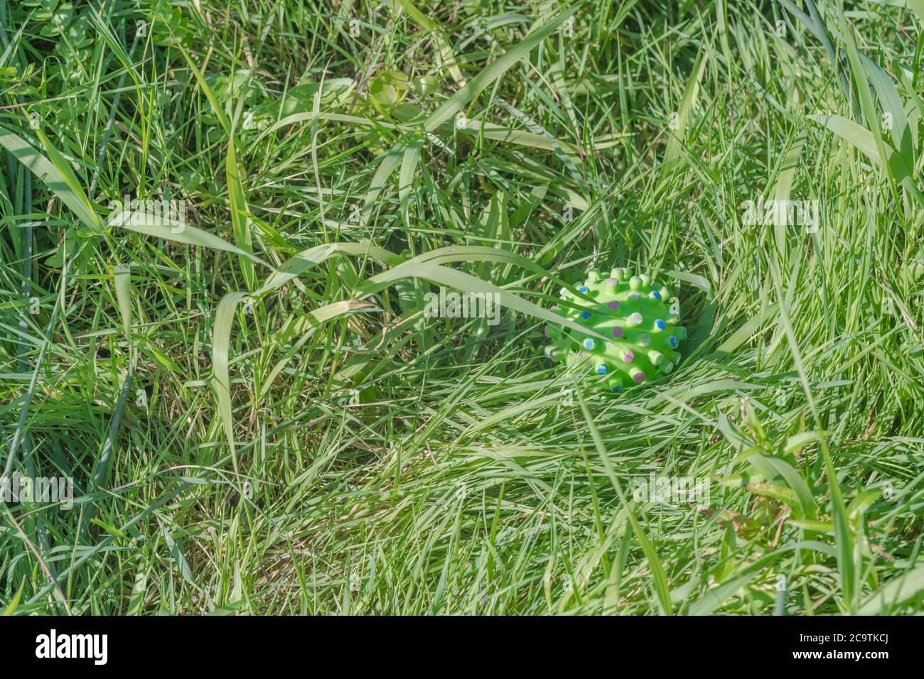 Palla gioco del cane verde spiky perso in erba lunga. Proprietà del cane della metafora, proprietari dell'animale domestico, giocattoli dell'animale, sfera di gioco. Foto Stock