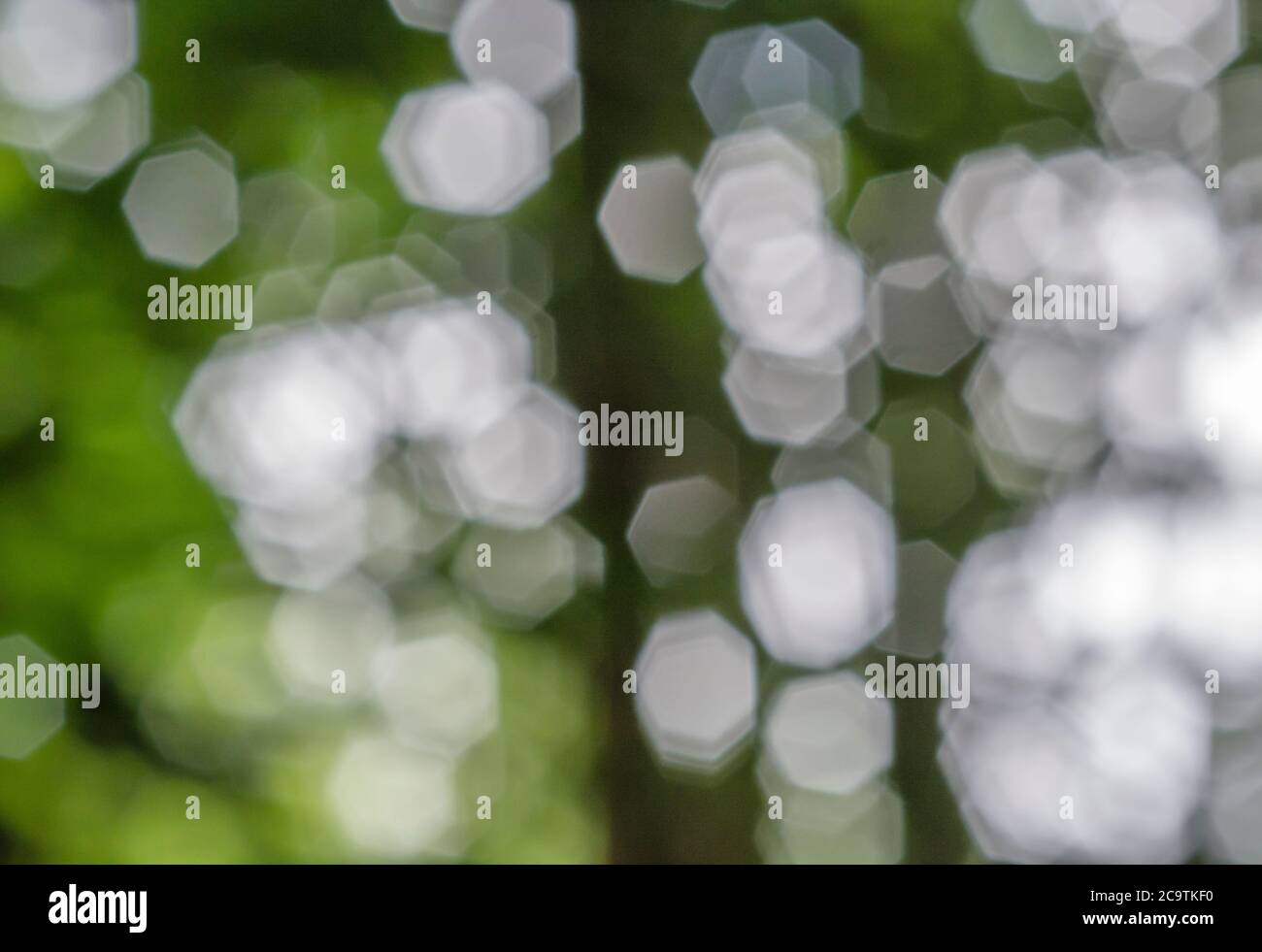 Fuori fuoco astratto di hedgerow con modello di obiettivo bokeh prominente. Foto Stock