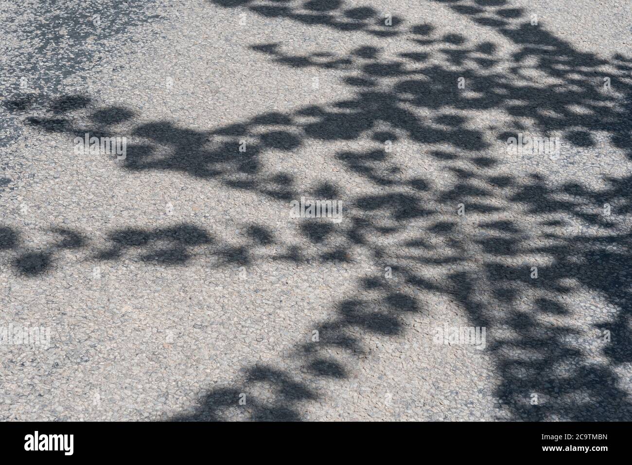 Immagine quasi monocromatica di ombre di foglie sovrastanti del sole su una corsia rurale della Cornovaglia. Foglie di luce opacizzata, nell'ombra. Foto Stock