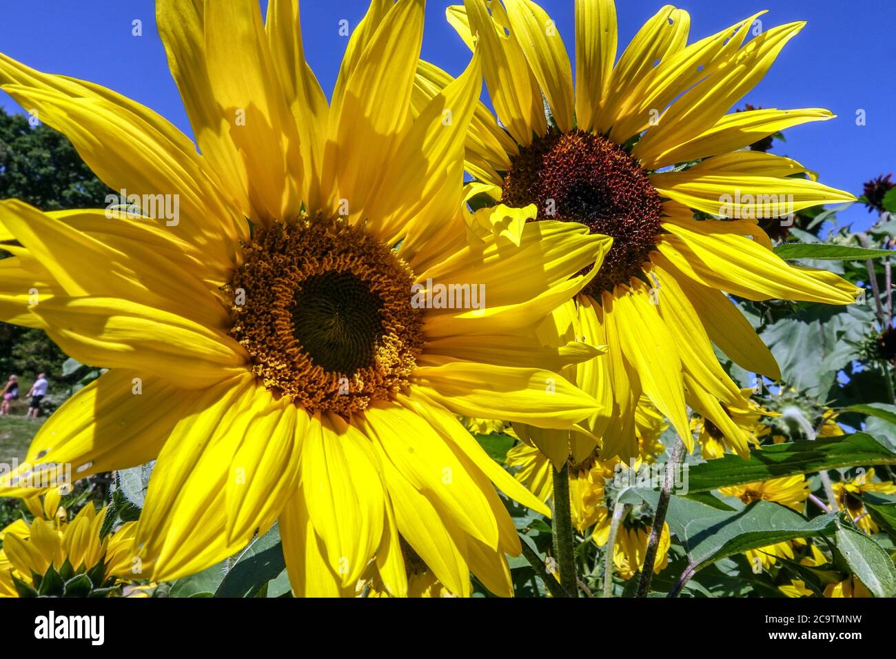 Girasoli gialli Hardy annuals girasole Helianthus annuus, fiori, giardino, girasoli Foto Stock
