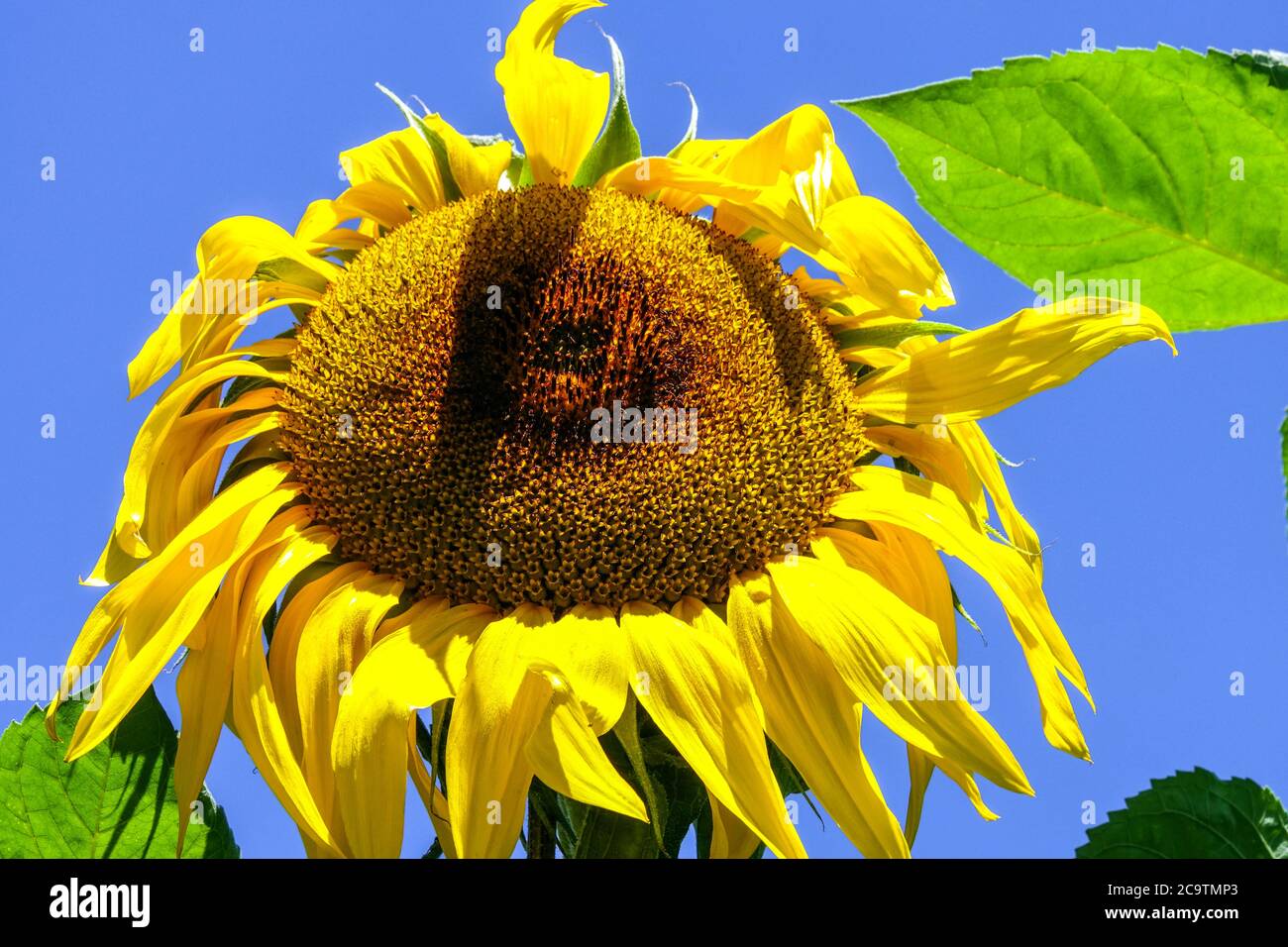 Girasole blu cielo foglia fiore Foto Stock