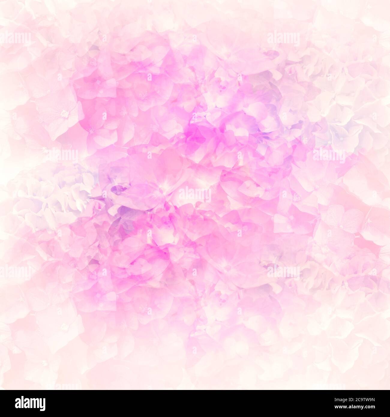 Astratto fiori colorati di idrangea per sfondo, soft focus.Close up shot. Foto Stock