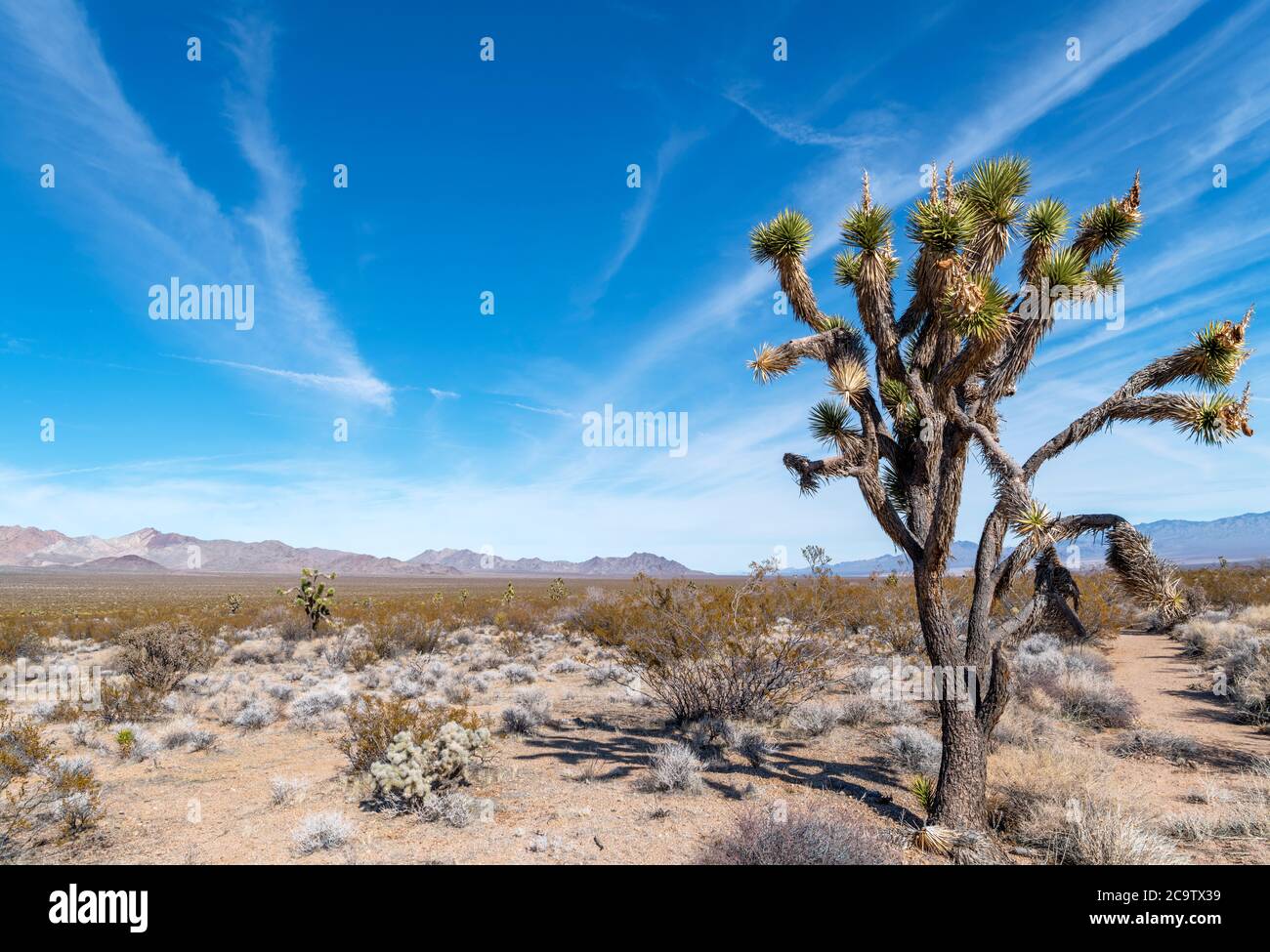 L'albero di Joshua (Yucca brevifolia) nella Riserva Nazionale di Mojave, deserto di Mojave, California, Stati Uniti Foto Stock