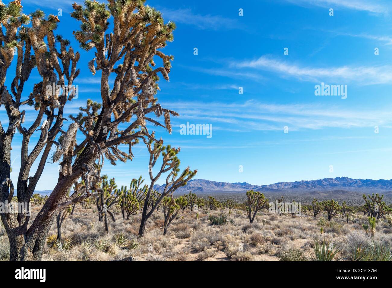Alberi di Giosuè (Yucca brevifolia) nella Riserva Nazionale di Mojave, deserto di Mojave, California, Stati Uniti Foto Stock