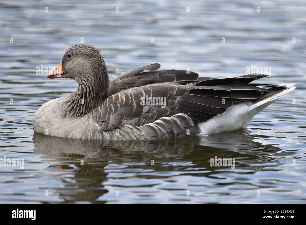 Greylag Goose (Anser anser) sul lago di Staffordshire, metà estate Foto Stock