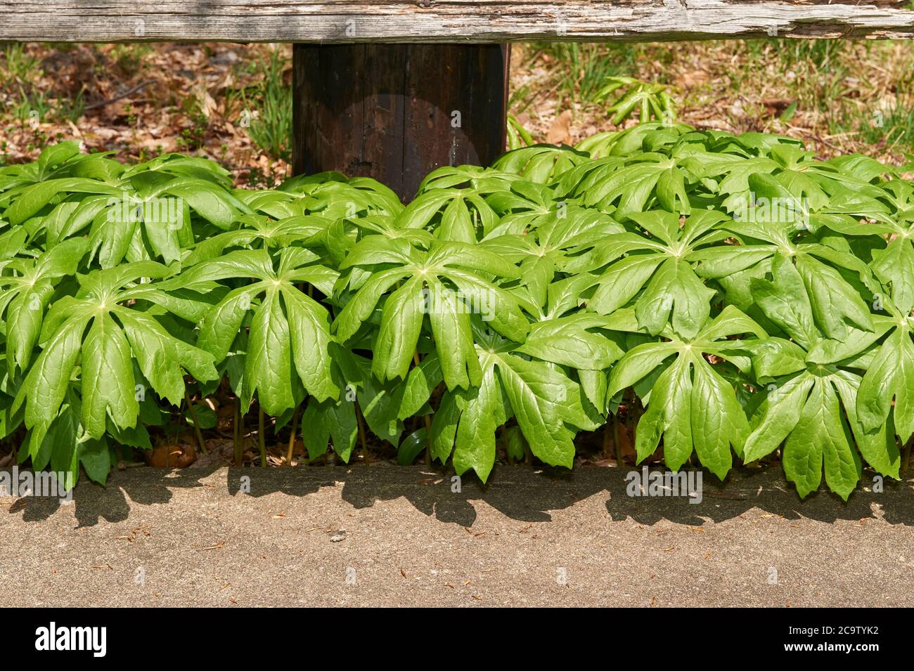 Piante di Mayapple germogliano in primavera lungo la linea di recinzione Foto Stock