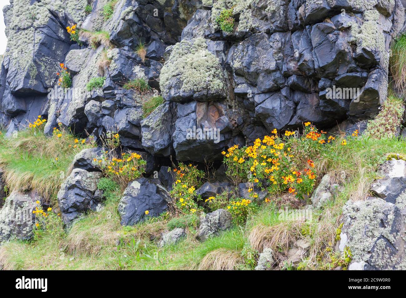 Fiori di Wallflowers ai piedi del Castello di Bambburgh, Northumberland Foto Stock