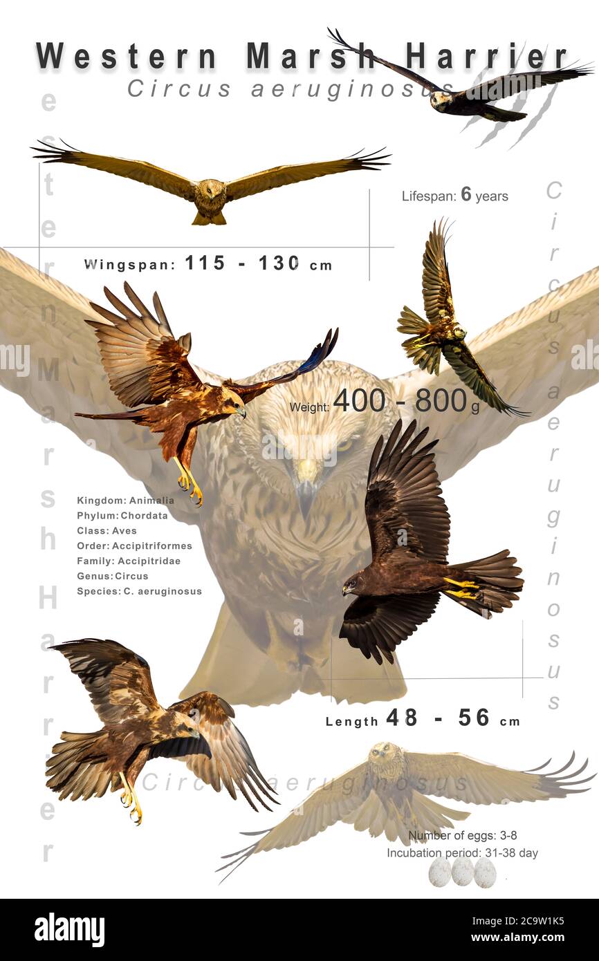 Poster degli uccelli. Informazioni sulle specie di uccelli. Immagini isolate. Sfondo bianco. Uccello: Marsh occidentale Harrier. Circo aeruginoso. Foto Stock